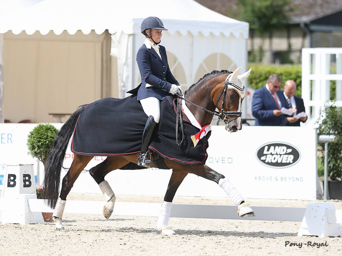 Dancing Daylight Westfalen Champion 2017